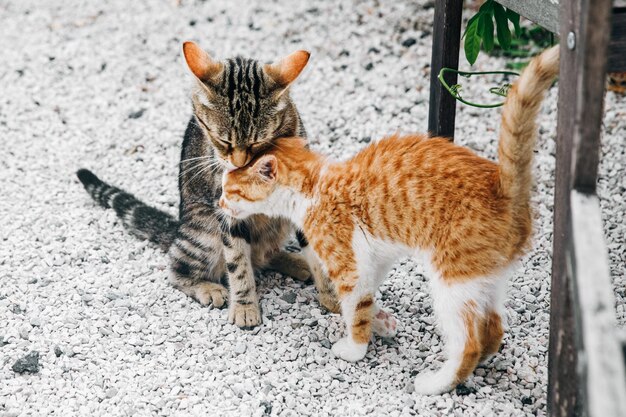 Twee kleine zwarte en rode kittens die aan elkaar op de gr. Leunen