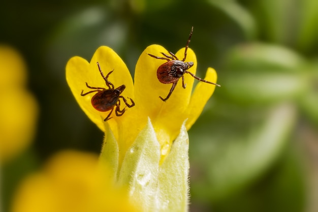 Twee rode insecten op gele bloem