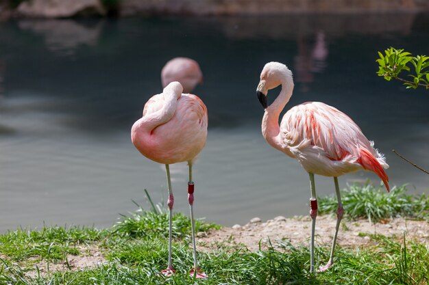 Twee roze flamingo's