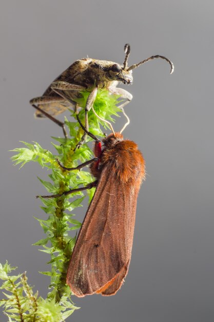 Twee verschillende insecten die op plant zitten