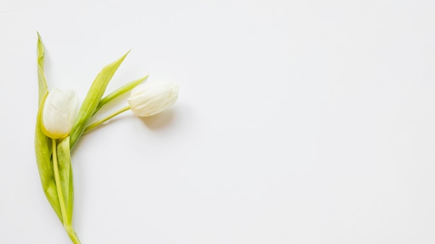Twee witte tulpen