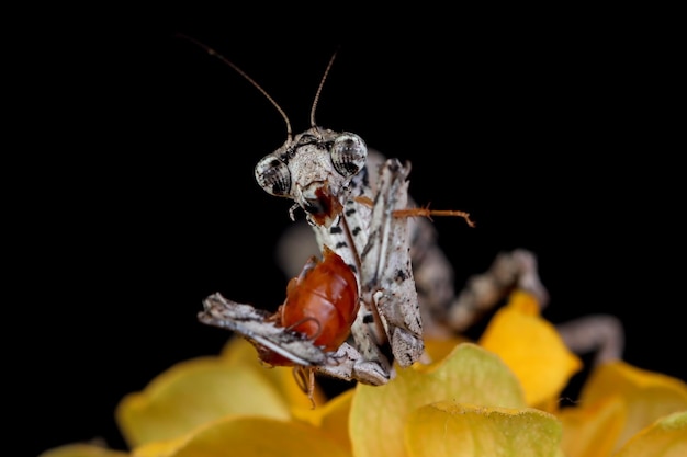 Twig Mantis popa Spurca close-up op zwarte achtergrond Twig Mantis popa Spurca close-up van zijaanzicht op bloem