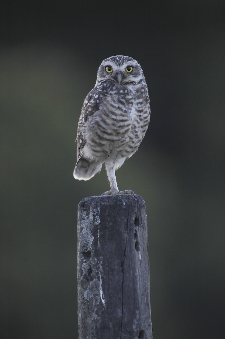 Gratis Foto uil met prachtige gele ogen zit op een houten zuil