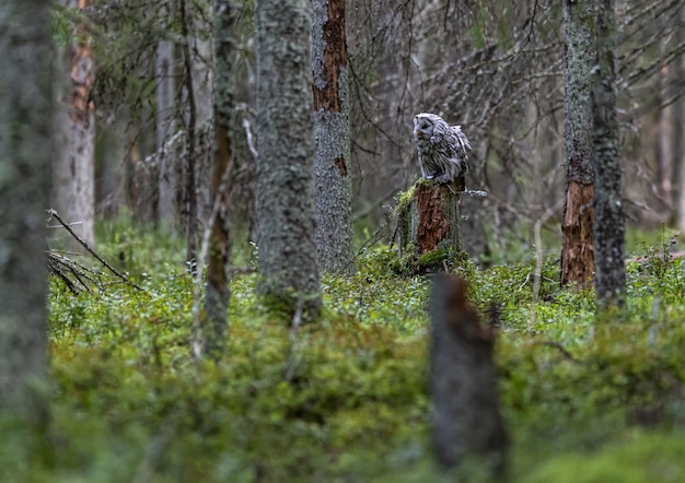Uil zittend op boomstam in bos