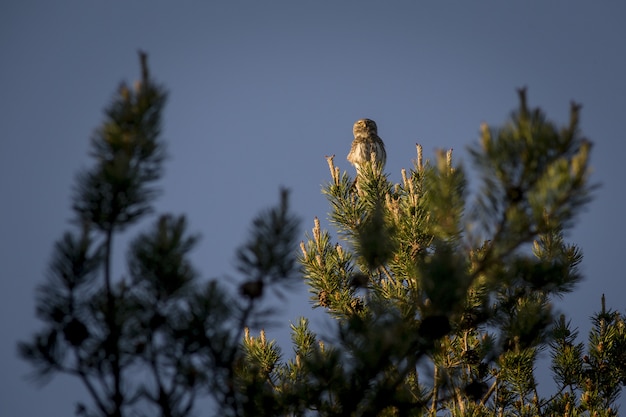 Uil zittend op de top van pijnboom