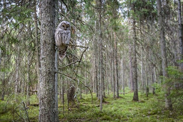 Gratis foto uil zittend op een boomtak in bos