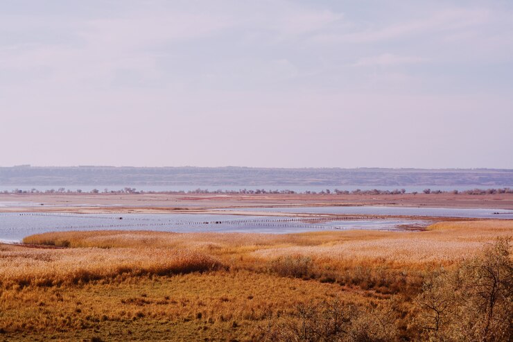 Gratis Foto uitgestrekte gebieden bedekt met uitgedroogd gras met de zee in de winter