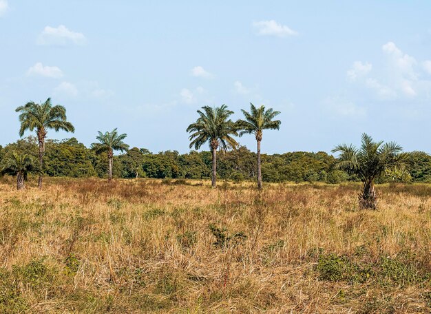 Uitzicht op Afrikaanse natuur landschap met vegetatie