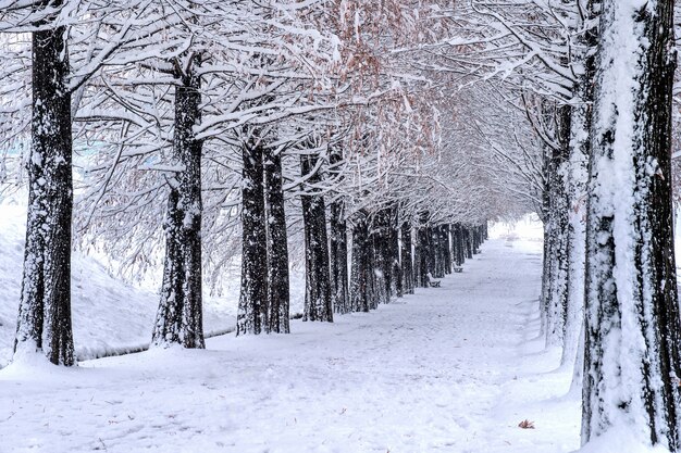 Uitzicht op bank en bomen met vallende sneeuw
