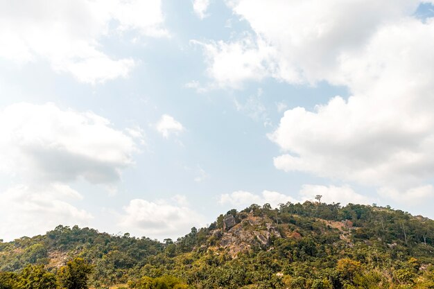 Uitzicht op de Afrikaanse natuur met vegetatie en bomen