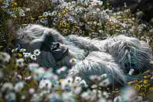 Gratis foto uitzicht op een bigfoot in de natuur in de open lucht