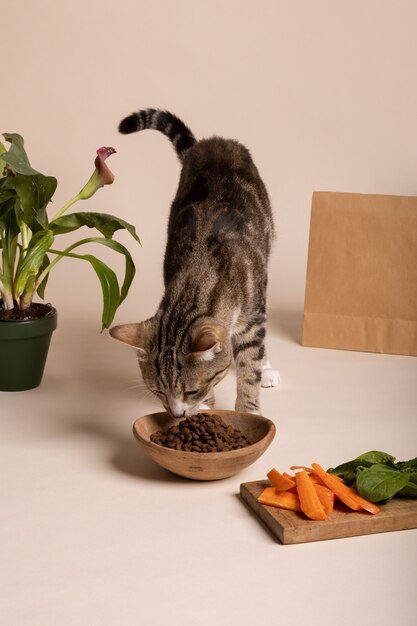 Uitzicht op een kat die voedsel uit een kom eet