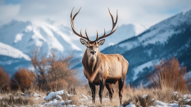 Uitzicht op elanden met winternatuurlandschap