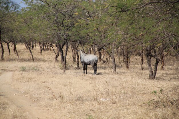 Uitzicht op gnoes in de dierentuin van Gir, Gujarat, India