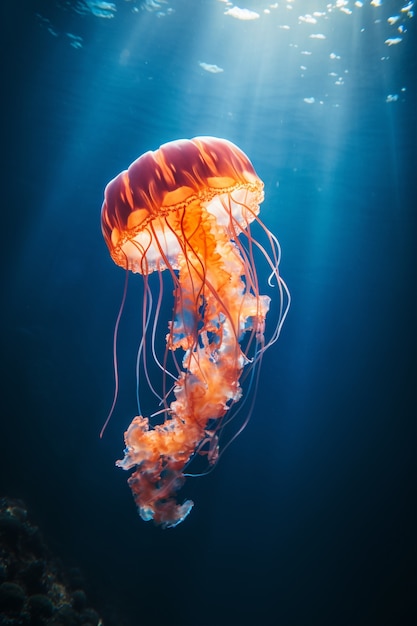 Gratis foto uitzicht op majestueuze kwallen in de oceaan