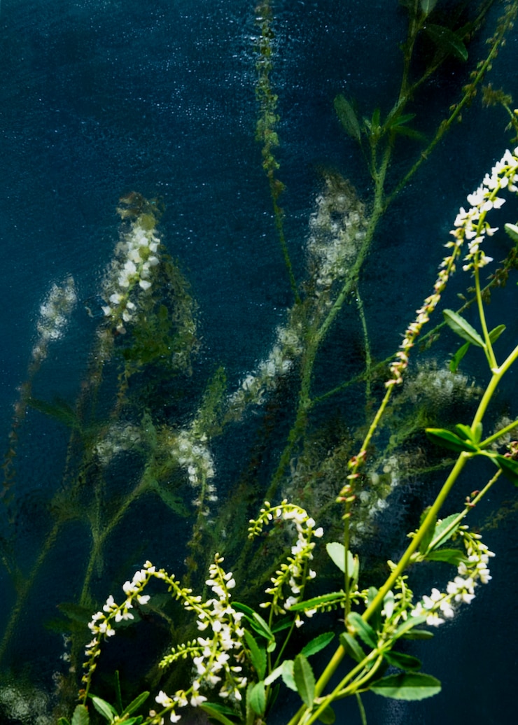 Gratis Foto uitzicht op natuurlijke wazige bloemen