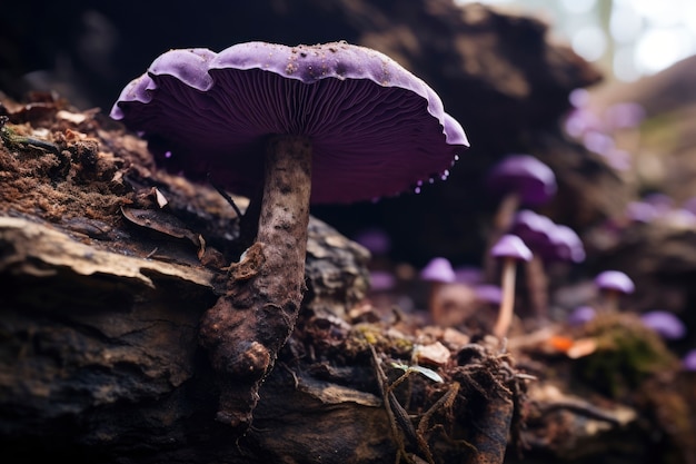 Gratis foto uitzicht op paddenstoelen in de natuur