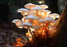 Gratis foto uitzicht op paddenstoelen