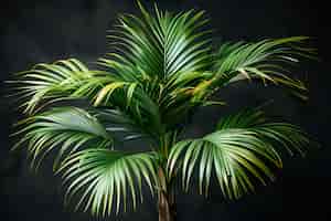 Gratis foto uitzicht op palmbomen met groen gebladerte
