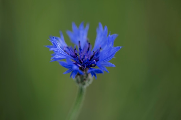 Uitzicht op prachtige wazige bloemen