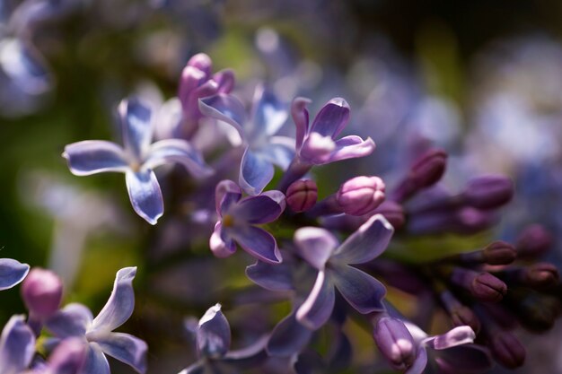 Uitzicht op prachtige wazige bloemen