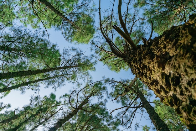 Gratis foto uitzicht vanaf de onderkant op boomtoppen.