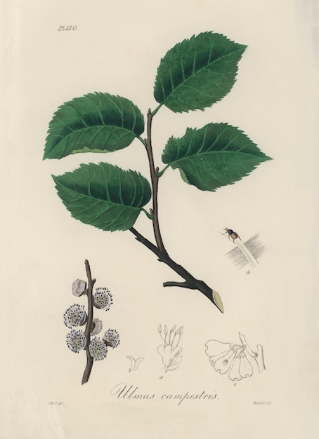 Gratis foto ulmus campestris illustratie van medical botany (1836)