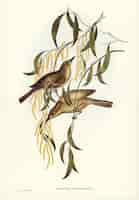 Gratis foto uniforme honingeter (ptilotis unicolor) geïllustreerd door elizabeth gould