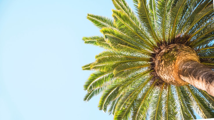 Gratis Foto van onderen tropische palmkroon