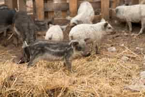 Gratis foto varkens in het varkenshok van een boerderij