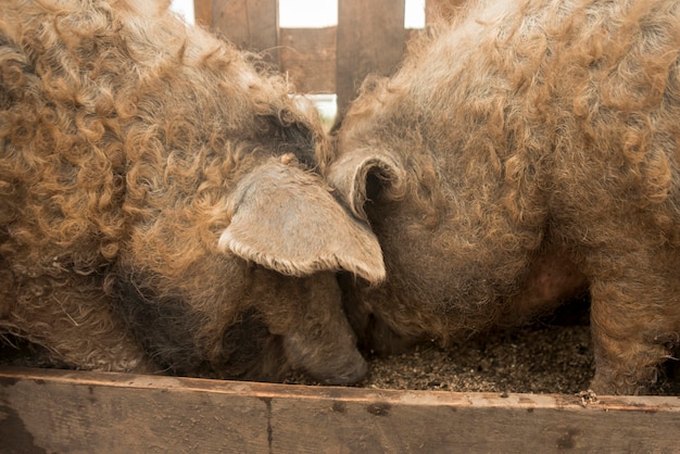 Varkens in het varkenshok van een boerderij