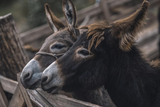 Gratis foto vee boerderij. schattige ezels op de veeboerderij