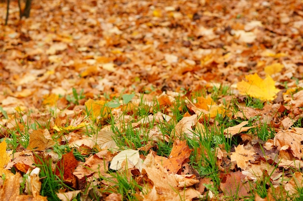 Veel bladeren in de herfst liggen tussen gras in Poznan, Polen