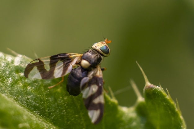 Veelkleurige insecten op plant close-up