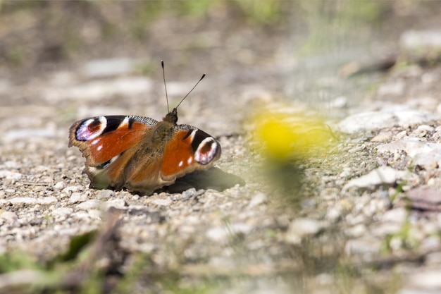 Veelkleurige vlinder close-up