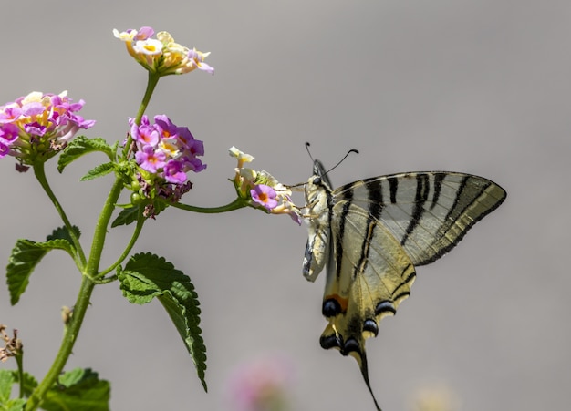 Veelkleurige vlinder zittend op bloem