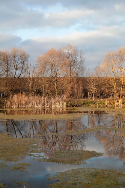 Vegetatie natuurlijke planten in het park