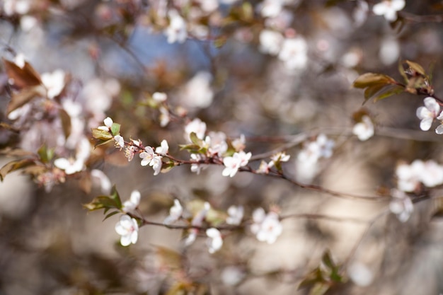 Gratis foto vegetatie natuurlijke planten in het park