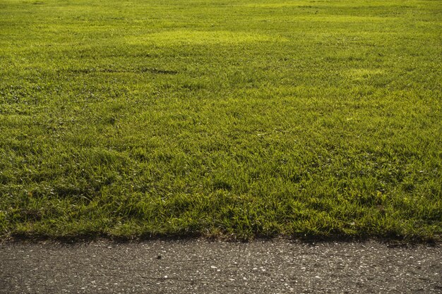 Veld bedekt met groen in de buurt van een weg onder zonlicht