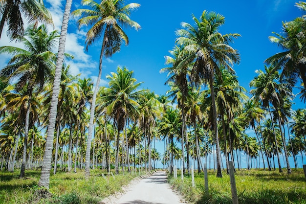 Veld bedekt met palmbomen en gras onder het zonlicht en een blauwe lucht