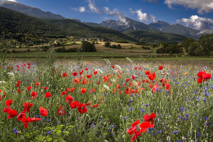Gratis Foto veld bedekt met rode papavers omgeven door bergen onder het zonlicht