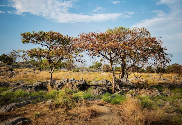 Gratis foto veld boom steen natuur plaats vrije tijd