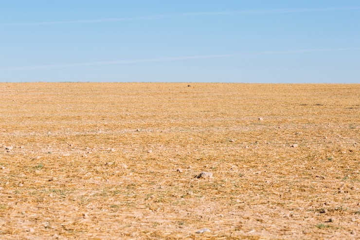 Gratis Foto veld met droog gras