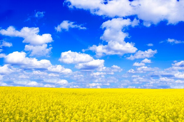 Veld met gele bloemen en wolken