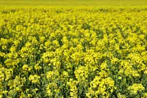 Gratis foto veld met koolzaad (brassica napus) (brassica napus)