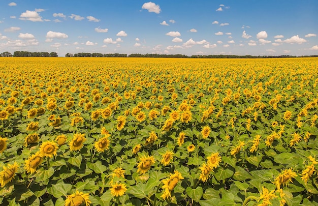 Veld met zonnebloemen Luchtfoto van landbouwvelden met bloeiend oliezaad