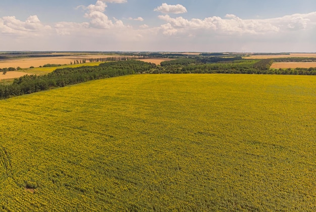 Gratis foto veld met zonnebloemen luchtfoto van landbouwvelden met bloeiend oliezaad
