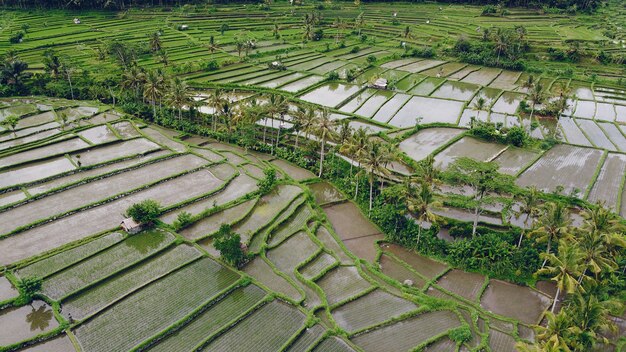 Velden op Bali zijn gefotografeerd vanuit een drone