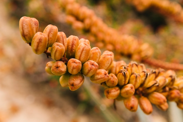 Vele bloemknoppen die op boomtak groeien