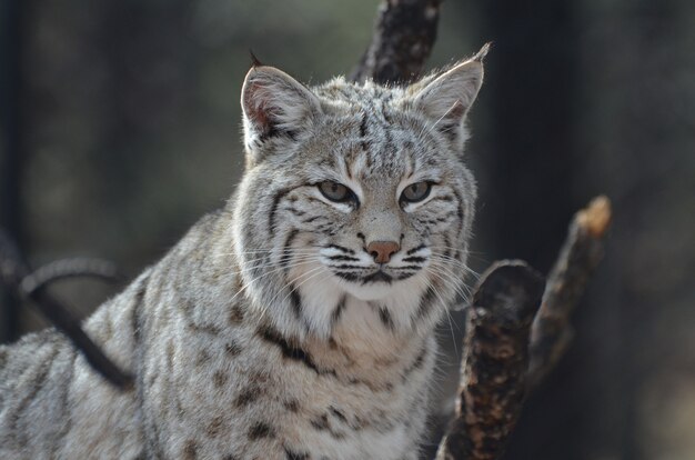 Verbazingwekkend alert gezicht van een Canadese lynx in de wildernis.